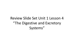 Review Slide Set Unit 1 Lesson 4 *The Digestive and