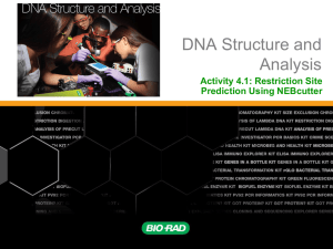 Activity 4.1 Restriction Enzymes