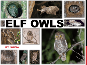 Elf Owls