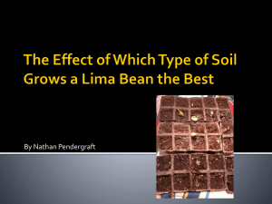 The Effect of Which Type of Soil Grows a Lima Bean the Best