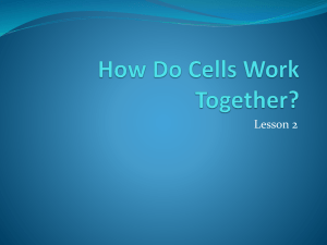 How do Cells Work Together?