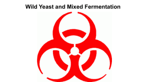 Wild Yeast and Mixed Fermenation