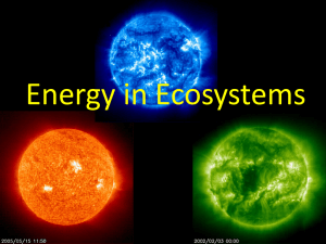 Energy in Ecosystems PowerPoint Updated