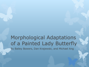 Morphological Adaptations Powerpoint