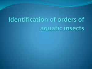Identification of Orders of Aquatic Insects