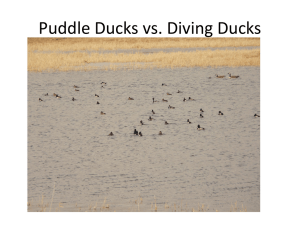 Puddle Duck vs Diver Ducks