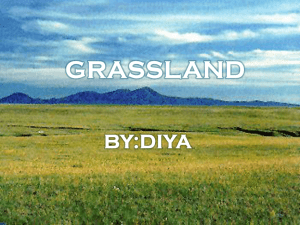 Grassland - 16dgg