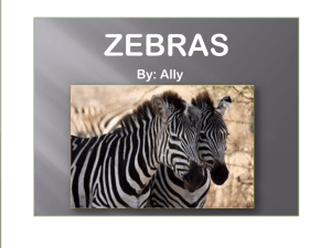Zebra Zoobooks