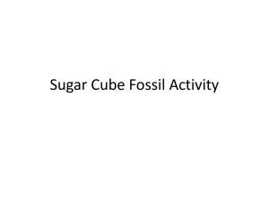 Sugar Cube Fossil Activity