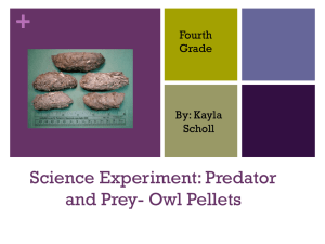 Science Experiment: Predator and Prey- Owl Pellets