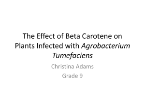 The Effect of Beta Carotene on Plants Infected with