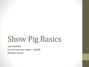 Show Pig Basics