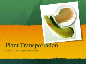 Plant Transportation