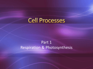 Cell Processes 2 Respiration Photosynthesis