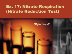 Nitrate Respiration (Nitrate Reduction Test)