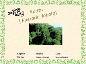Kudzu ( Pueraria lobata)
