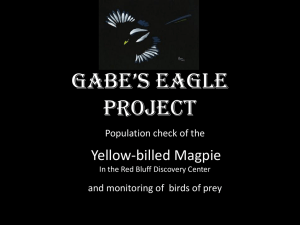 Gabe*s Eagle project