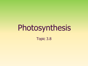 Photosynthesis SL