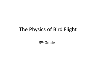 The Physics of Bird Flight