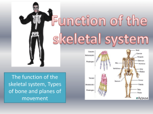 Function of the skeletal system