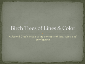 Birch Trees of Lines & Color