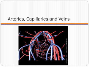 Arteries, Capillaries and Veins