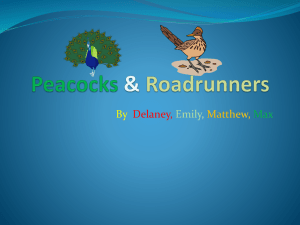 Peacock & Roadrunner