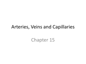 Arteries, Veins and Capillaries