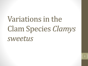 Variations in the Clam Species Clamys sweetus
