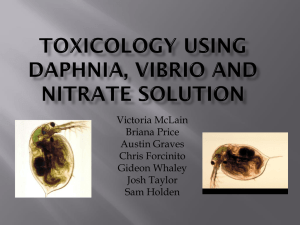 Toxicology Using Daphnia and Nitrate Solution