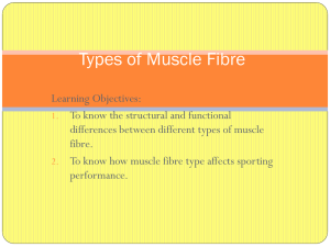 Types of Muscle Fibre