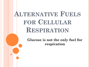 Alternative Fuels for Cellular Respiration