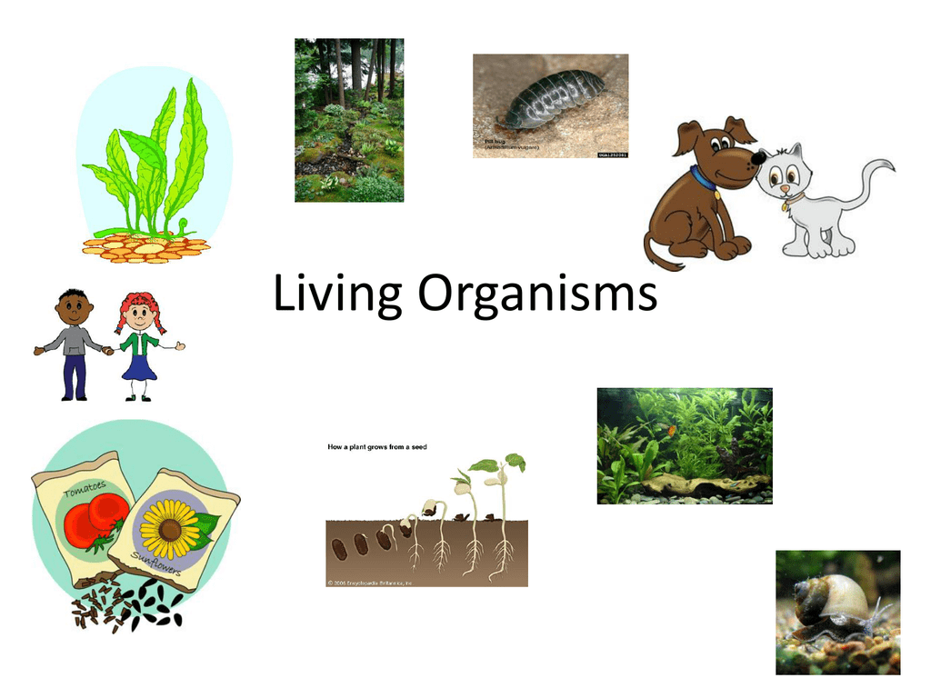 what are living organisms made of