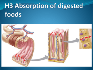 H 3 - Absorption of digested foods - IBDPBiology-Dnl