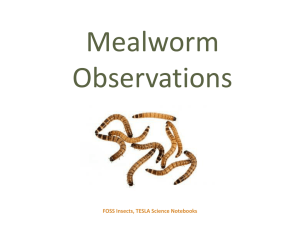 mealworm respiration