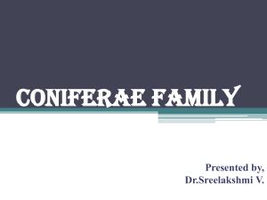CONIFERAE FAMILY - Dynamic Health
