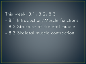 8.2 Structure of skeletal muscle
