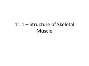 11.1 * Structure of Skeletal Muscle
