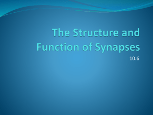 The Structure and Function of Synapses
