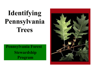 Pennsylvania Tree I.D. Program