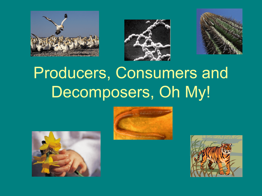 desert ecosystem producers consumers and decomposers