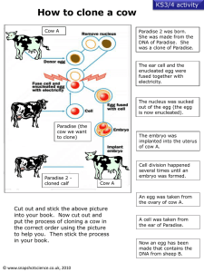 cloning-cows - Snapshot Science