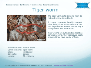 Common New Zealand earthworms