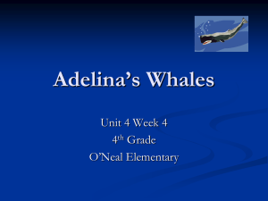 Adelina`s Whales