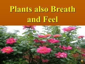 project on plantsalso breathe and feel_9th_malkit