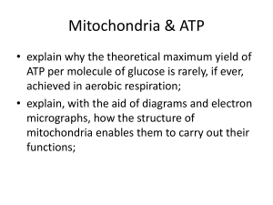 A2 4.1.1 Mitochondria & ATP
