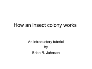 PowerPoint Presentation - How does a social insect colony work?