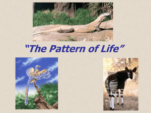 The Pattern of Life Slide Show