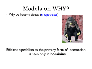 Hominins (us) are Hominoids