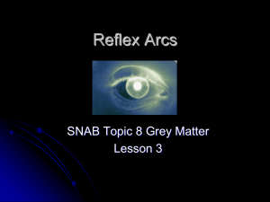 Reflex arcs PowerPoint